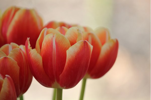Tulpen