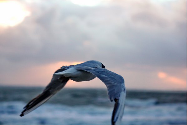 MÃ¶we & Sonnenuntergang