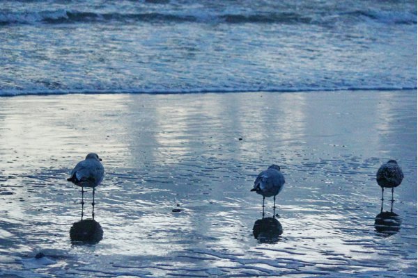 MÃ¶wen im Wasser