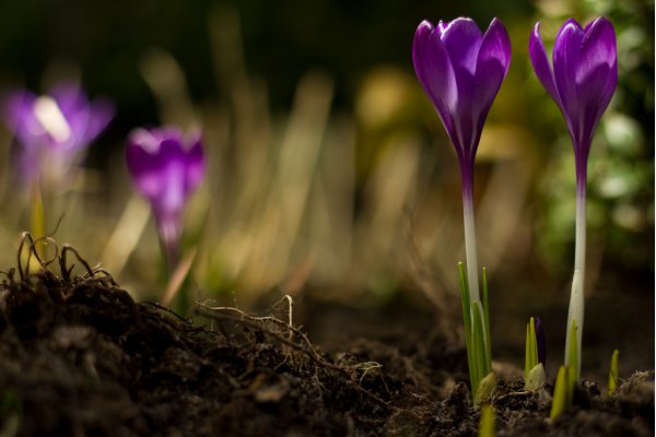 Spring